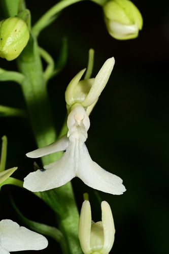 Calanthe mcgregorii