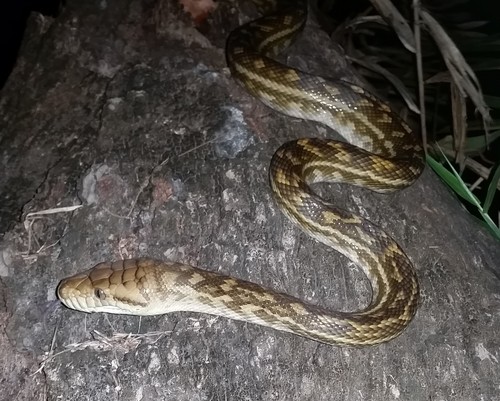 Australian Scrub Python | Native Nature