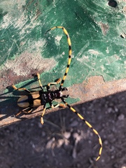 Dendrobias mandibularis