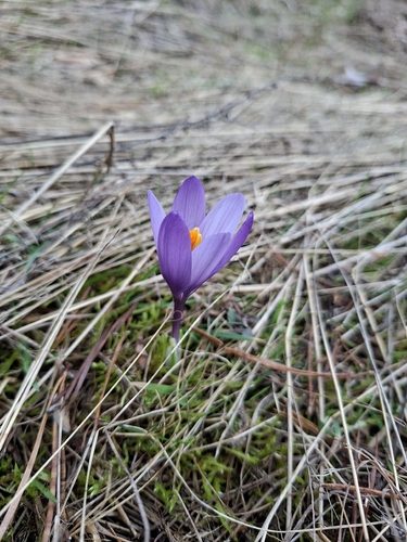 Crocus veluchensis, photograph 4