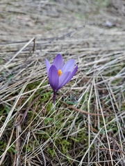 (c) Salza Palpurina, some rights reserved (CC BY) Crocus veluchensis, photograph (c) Salza Palpurina, some rights reserved (CC BY)