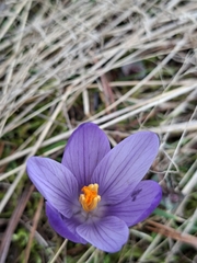(c) Salza Palpurina, some rights reserved (CC BY) Crocus veluchensis, photograph (c) Salza Palpurina, some rights reserved (CC BY)