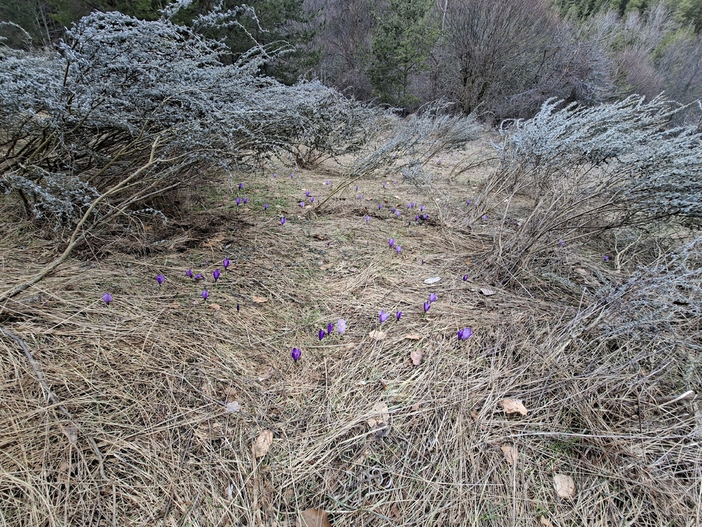 Crocus veluchensis; photograph (c) Salza Palpurina, some rights reserved (CC BY)