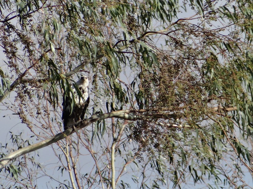 iNaturalist: (c) dupreezf, some rights reserved (CC BY-NC) iNaturalist image