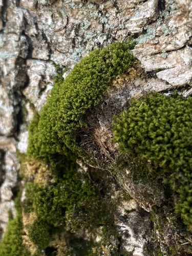Montane Dicranum Moss (Dicranum montanum)