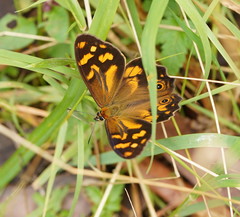Heteronympha banksii
