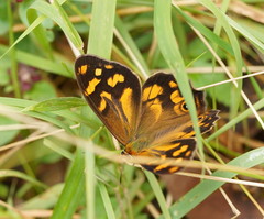 Heteronympha banksii