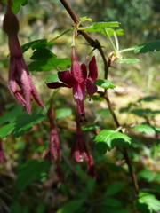 Ribes lobbii