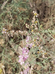 Tamarix aucheriana