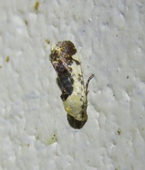Acontia nivipicta