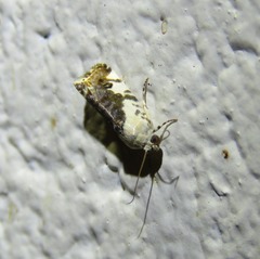 Acontia nivipicta
