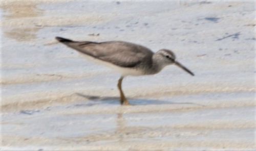 Grey-tailed Tattler