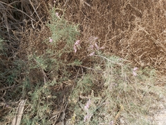 Tamarix aucheriana
