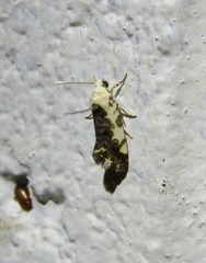 Acontia nivipicta