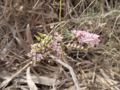 Tamarix aucheriana