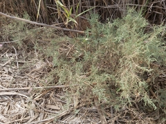 Tamarix aucheriana