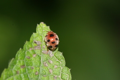 Epilachna maculicollis