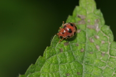 Epilachna maculicollis