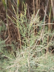 Tamarix aucheriana