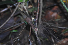 Aplopeltura boa