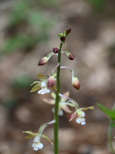 Calanthe graciliflora