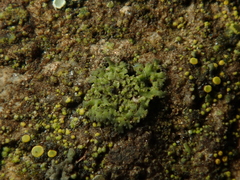 Phaeophyscia nigricans