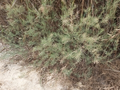 Tamarix aucheriana
