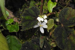 Begonia conipila