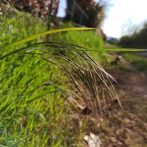 Bromus sterilis iNat (2)