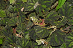 Begonia conipila