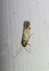 Acontia thapsina
