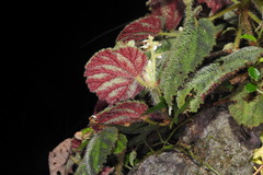 Begonia conipila