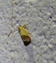 Acontia thapsina
