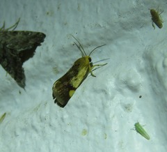 Acontia thapsina