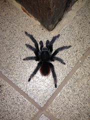 Acanthoscurria chacoana