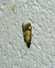 Acontia thapsina