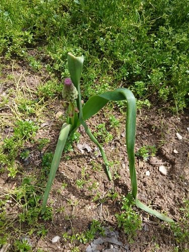Tassel Hyacinth