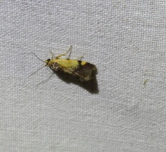 Acontia thapsina
