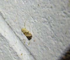 Acontia thapsina