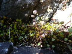 Mannia gracilis
