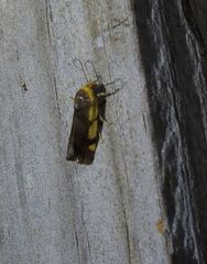 Acontia thapsina