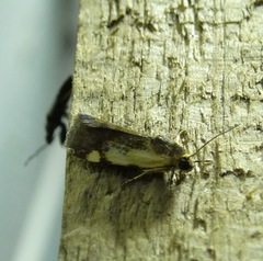 Acontia thapsina