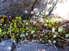 Mannia gracilis