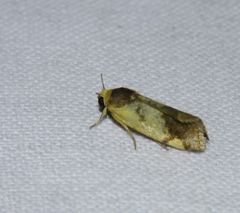 Acontia thapsina