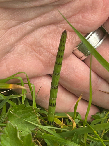 Marsh Horsetail (Equisetum palustre)