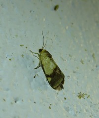 Acontia thapsina