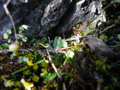 Mannia gracilis