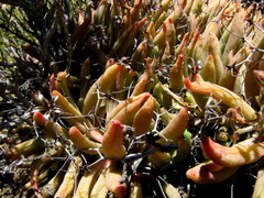 Tylecodon reticulatus