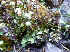 Mannia gracilis