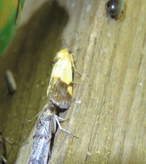 Acontia thapsina